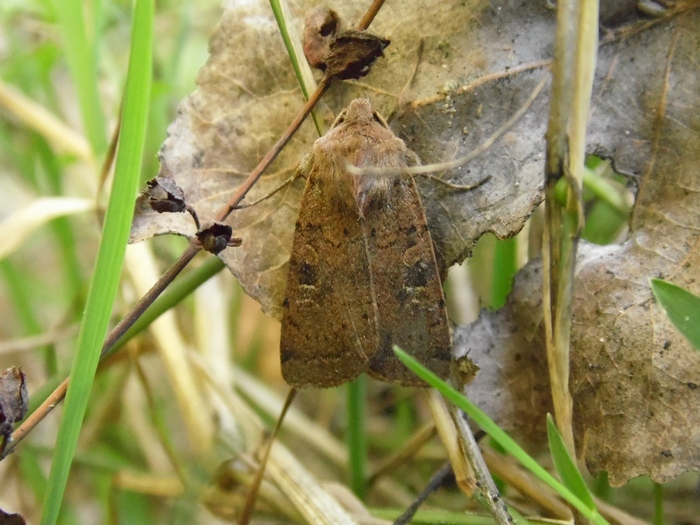 Noctuidae da identificare